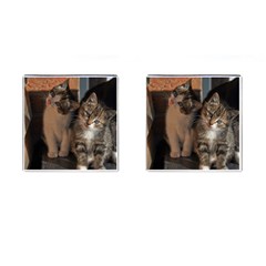 Cute Kitties Cufflinks (square) by trendistuff