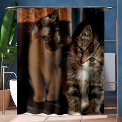 Cute Kitties Shower Curtain 60  X 72  (medium) 