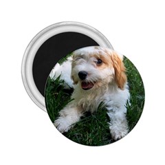 Cute Cavapoo Puppy 2 25  Magnets by trendistuff