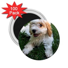 Cute Cavapoo Puppy 2 25  Magnets (100 Pack)  by trendistuff