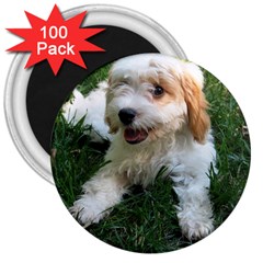 Cute Cavapoo Puppy 3  Magnets (100 Pack) by trendistuff