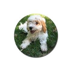 Cute Cavapoo Puppy Magnet 3  (round) by trendistuff