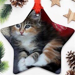 Comfy Kitty Ornament (star)  by trendistuff