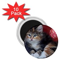 Comfy Kitty 1 75  Magnets (10 Pack)  by trendistuff