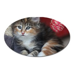 Comfy Kitty Oval Magnet by trendistuff