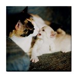 CALICO CAT AND WHITE KITTY Tile Coasters