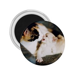 Calico Cat And White Kitty 2 25  Magnets by trendistuff