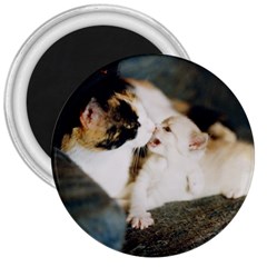 Calico Cat And White Kitty 3  Magnets by trendistuff