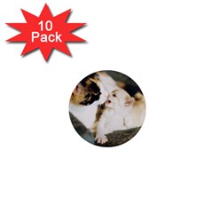 Calico Cat And White Kitty 1  Mini Magnet (10 Pack)  by trendistuff