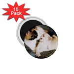 CALICO CAT AND WHITE KITTY 1.75  Magnets (10 pack) 