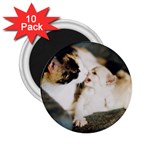 CALICO CAT AND WHITE KITTY 2.25  Magnets (10 pack) 