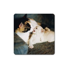 Calico Cat And White Kitty Square Magnet by trendistuff