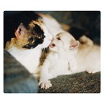 CALICO CAT AND WHITE KITTY Double Sided Flano Blanket (Small) 