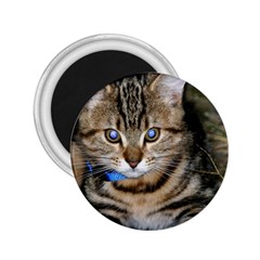 Blue-eyed Kitty 2 25  Magnets by trendistuff