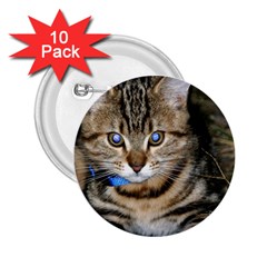 Blue-eyed Kitty 2 25  Buttons (10 Pack) 