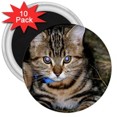 Blue-eyed Kitty 3  Magnets (10 Pack)  by trendistuff