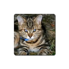 Blue-eyed Kitty Square Magnet by trendistuff