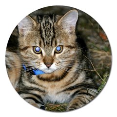 Blue-eyed Kitty Magnet 5  (round) by trendistuff