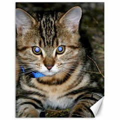 Blue-eyed Kitty Canvas 12  X 16   by trendistuff