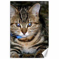 Blue-eyed Kitty Canvas 20  X 30   by trendistuff