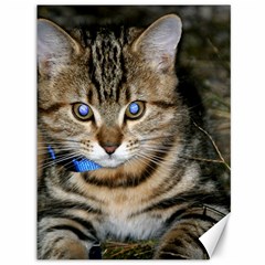 Blue-eyed Kitty Canvas 36  X 48   by trendistuff