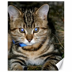 Blue-eyed Kitty Canvas 11  X 14   by trendistuff