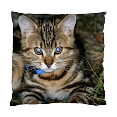 Blue-eyed Kitty Standard Cushion Case (one Side)  by trendistuff