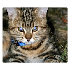 Blue-eyed Kitty Double Sided Flano Blanket (small) 