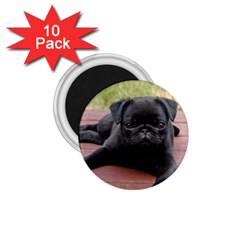 Alert Pug Puppy 1 75  Magnets (10 Pack)  by trendistuff