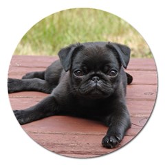 Alert Pug Puppy Magnet 5  (round) by trendistuff