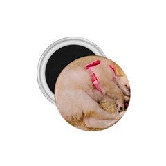 Adorable Sleeping Puppy 1 75  Magnets by trendistuff