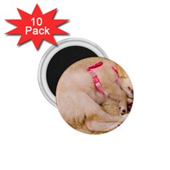 Adorable Sleeping Puppy 1 75  Magnets (10 Pack)  by trendistuff