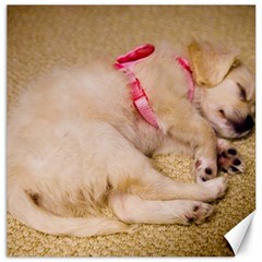 Adorable Sleeping Puppy Canvas 16  X 16   by trendistuff