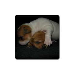 Adorable Baby Puppies Square Magnet by trendistuff