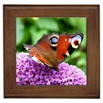 PEACOCK BUTTERFLY Framed Tiles