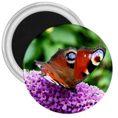 Peacock Butterfly 3  Magnets by trendistuff