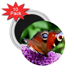 Peacock Butterfly 2 25  Magnets (10 Pack)  by trendistuff