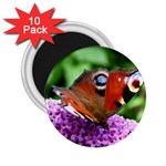 PEACOCK BUTTERFLY 2.25  Magnets (10 pack) 