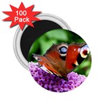 PEACOCK BUTTERFLY 2.25  Magnets (100 pack) 