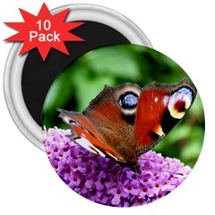 Peacock Butterfly 3  Magnets (10 Pack)  by trendistuff