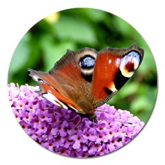 Peacock Butterfly Magnet 5  (round) by trendistuff