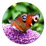 PEACOCK BUTTERFLY Magnet 5  (Round)