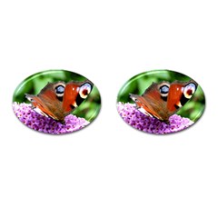 Peacock Butterfly Cufflinks (oval) by trendistuff