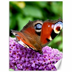 Peacock Butterfly Canvas 12  X 16   by trendistuff