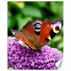 Peacock Butterfly Canvas 16  X 20   by trendistuff