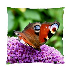 Peacock Butterfly Standard Cushion Case (one Side)  by trendistuff