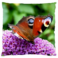 Peacock Butterfly Large Cushion Cases (two Sides)  by trendistuff