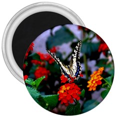 Butterfly Flowers 1 3  Magnets by trendistuff