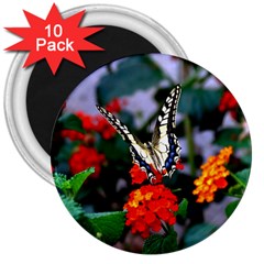 Butterfly Flowers 1 3  Magnets (10 Pack)  by trendistuff