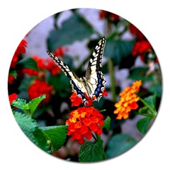 Butterfly Flowers 1 Magnet 5  (round) by trendistuff